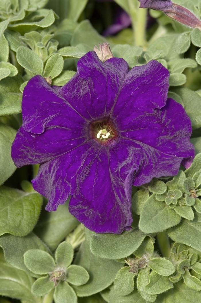 Petunia 'Prism Blue' Petunia from Garden Center Marketing