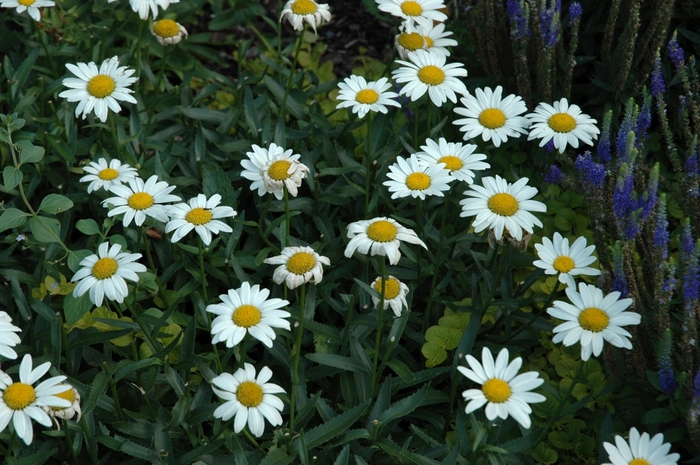 Leucanthemum x superbum 'Snowcap' Shasta Daisy | Garden Center Marketing