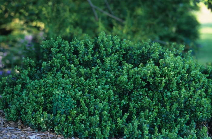 Berberis thunbergii ‘Kobold’ Japanese Barberry | Garden Center Marketing