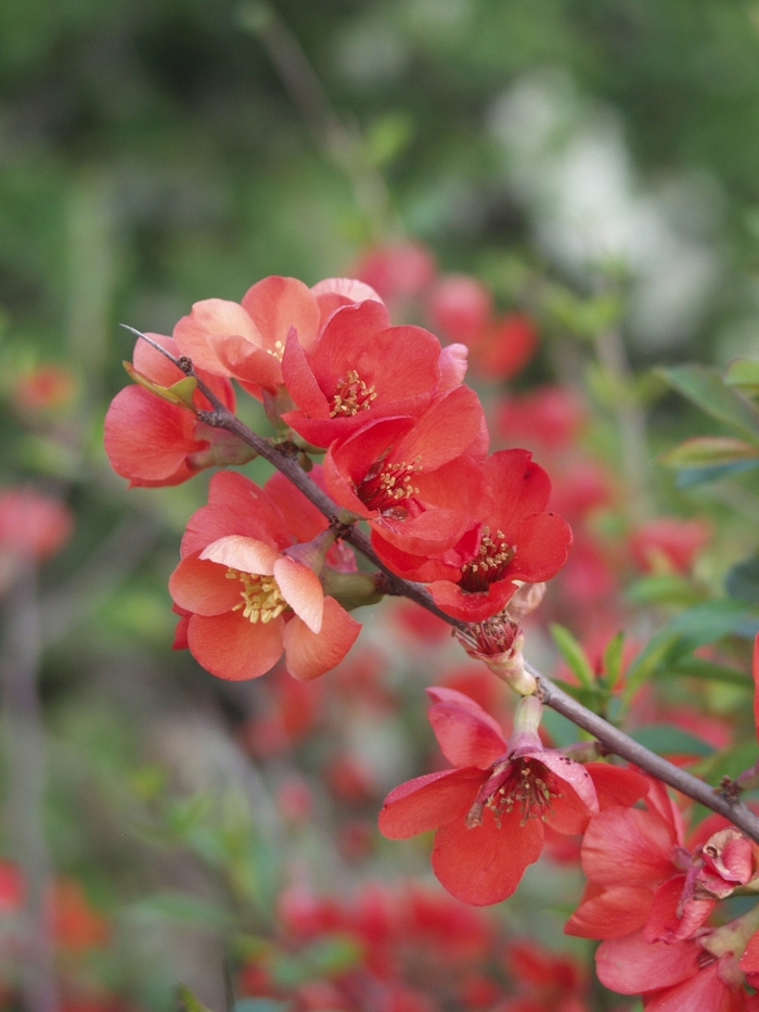 Double Take Eternal White - Flowering Quince - Proven Winners - 4 Pot