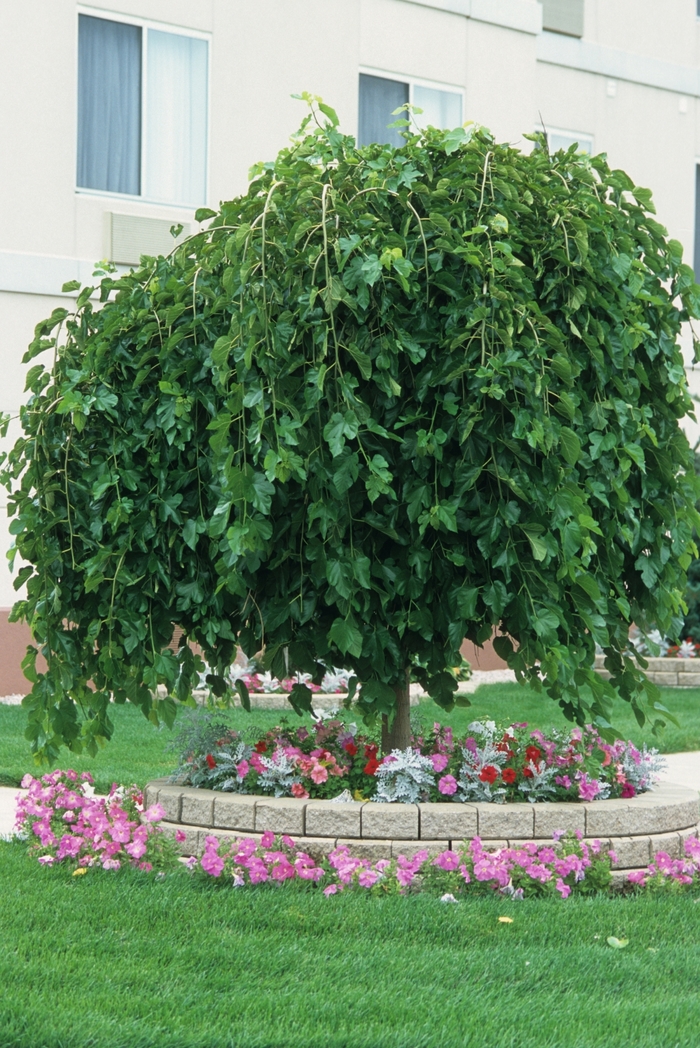 Morus Alba Chaparral Weeping Mulberry Garden Center Marketing