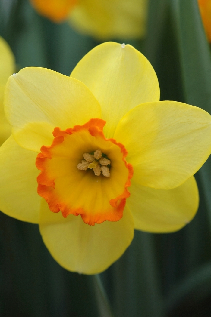 Narcissus 'Bantam' Large-cupped daffodil from Garden Center Marketing