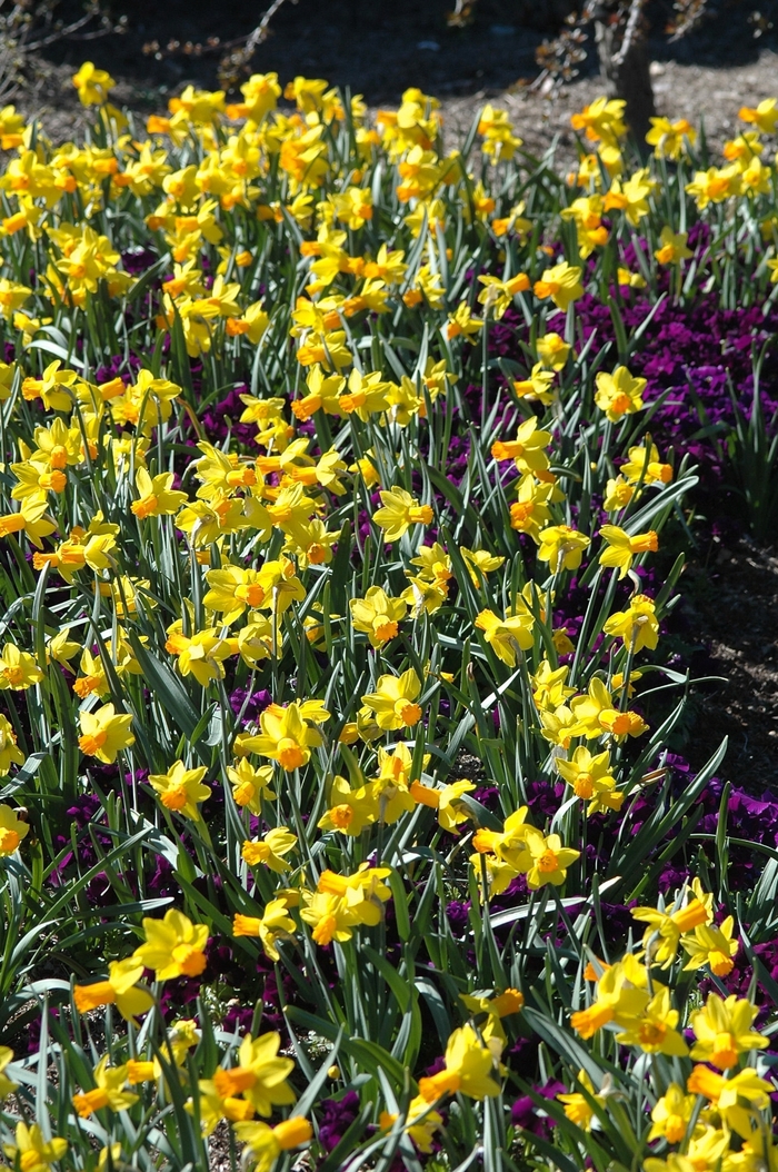 Narcissus 'Jetfire' Daffodil | Garden Center Marketing