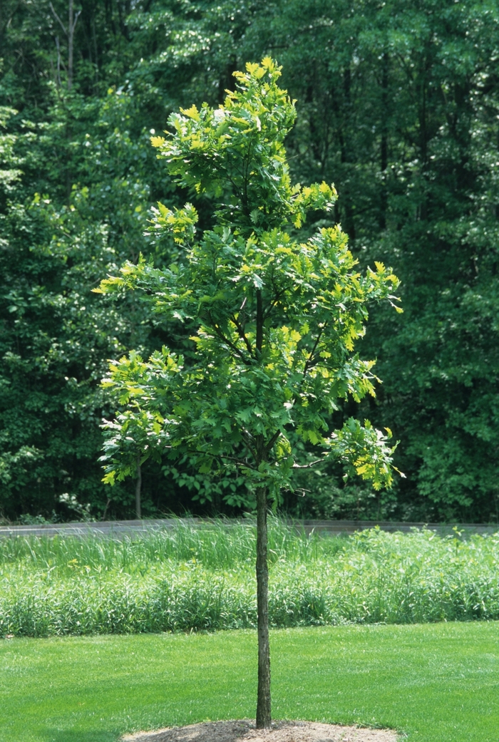 Quercus bicolor Swamp White Oak | Garden Center Marketing