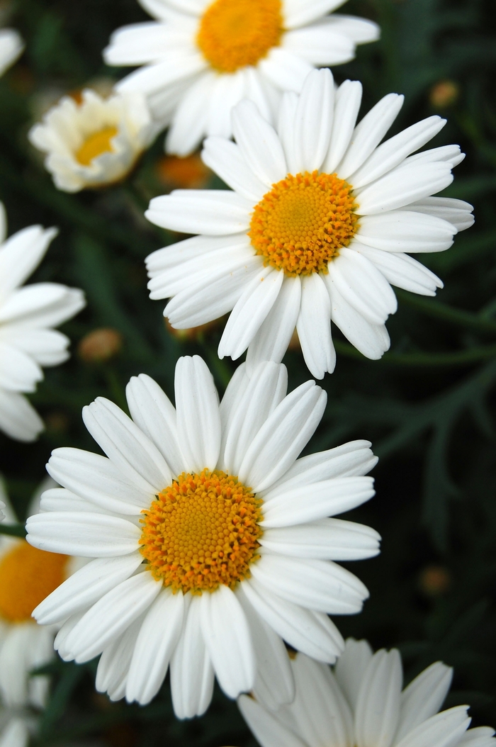 Argyranthemum frutescens Sassy® 'Compact White' Marguerite Daisy ...