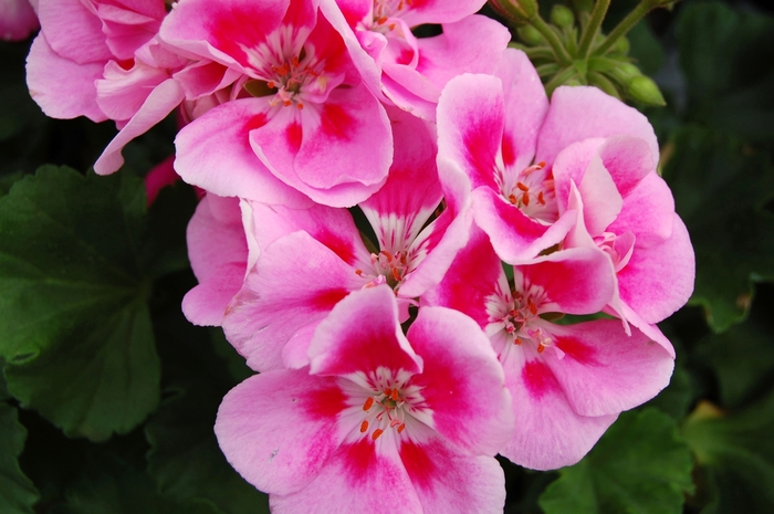 Pelargonium X Hortorum Tango™ Zonal Geranium Garden Center Marketing