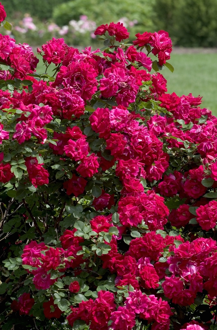 Rosa 'Champlain' Rose | Garden Center Marketing