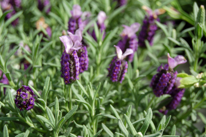 Lavandula Stoechas Lilac Wings French Or Butterfly Lavender Garden Center Marketing