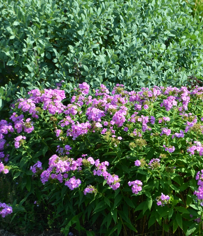 Phlox paniculata Flame™ 'Lilac' Barten Garden Phlox from Garden Center ...