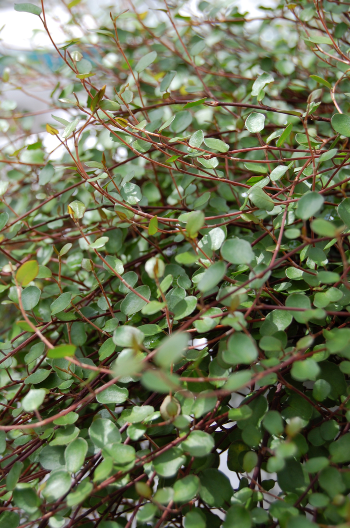 Big Leaf - Creeping Wire Vine - Muehlenbeckia complexa