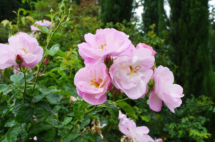 Rosa 'Madame Caroline Testout' Rose | Garden Center Marketing