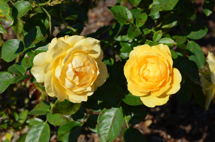 Rosa 'Julia Child™' WEKvossutono Rose | Garden Center Marketing