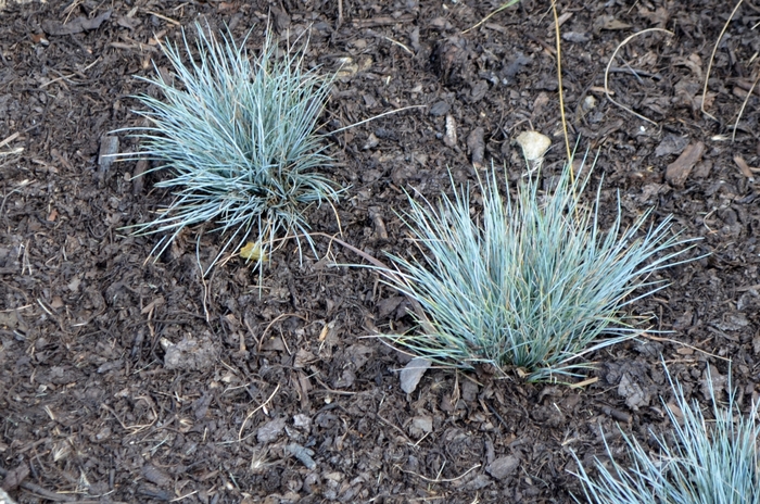 Festuca Glauca Boulder Blue Ornamental Grass From Garden Center Marketing