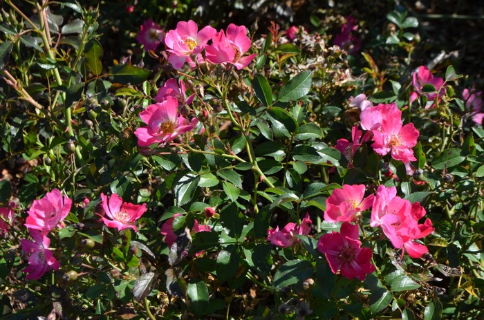 Rosa 'Pink Drift®' Meijocos Rose | Garden Center Marketing