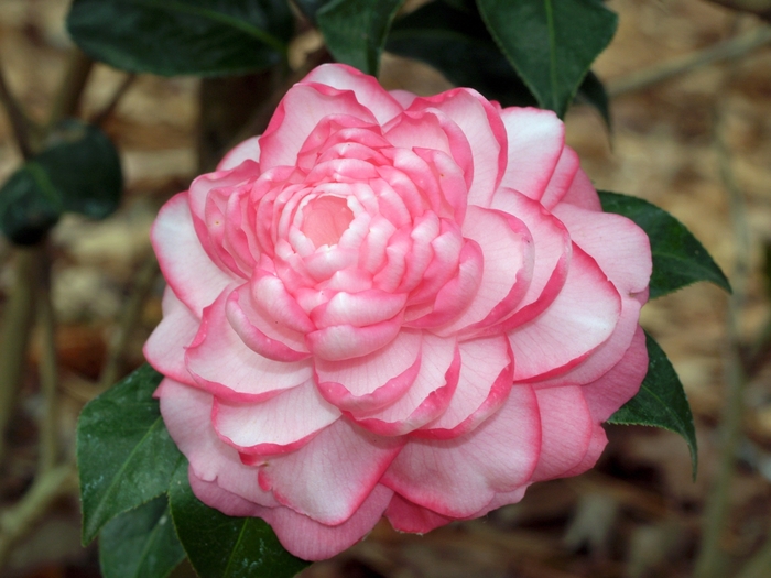 Camellia 'Joe Nuccio' Camellia | Garden Center Marketing