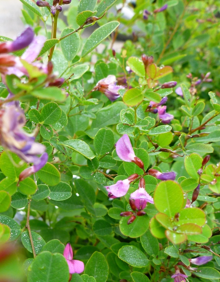 Image of Lespedeza bicolor Summer Beauty in a garden