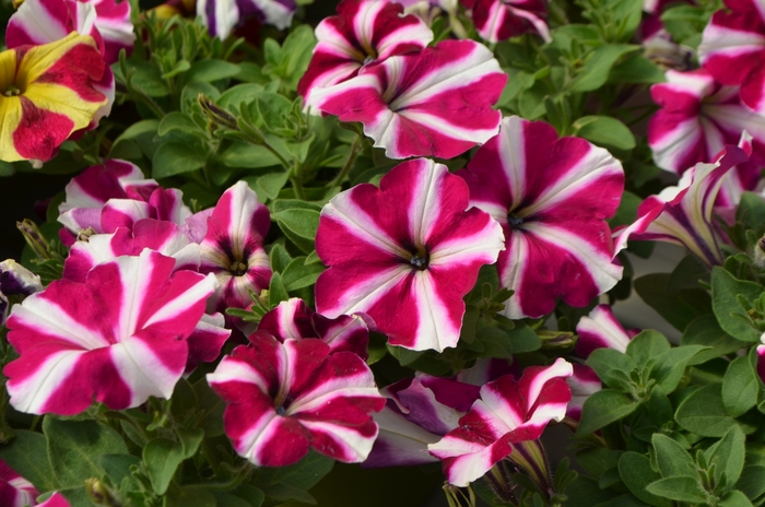 Petunia Amore™ 'Joy' Petunia | Garden Center Marketing