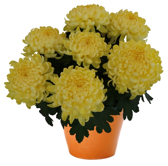 Chrysanthemum indicum 'Cosmo Yellow' Pot Mum from Garden Center Marketing