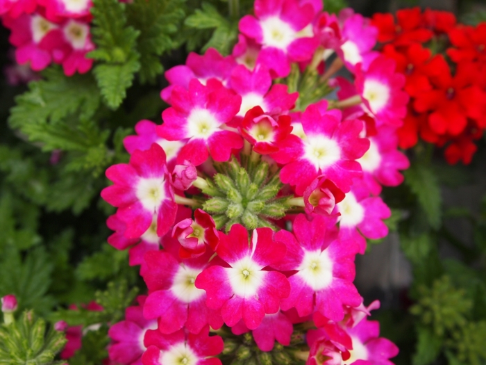 Verbena Lascar™ 'Dark Pink' Verbena from Garden Center Marketing