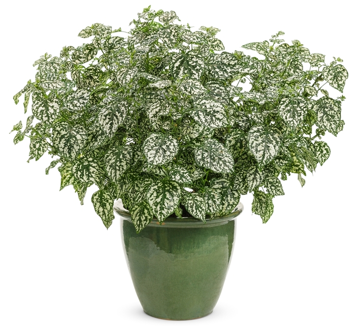 Hypoestes phyllostachya Hippo® 'White' G15180 Polka Dot Plant