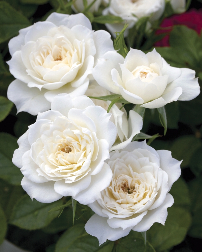 Rosa Sunblaze® Meilmera Rose | Garden Center Marketing