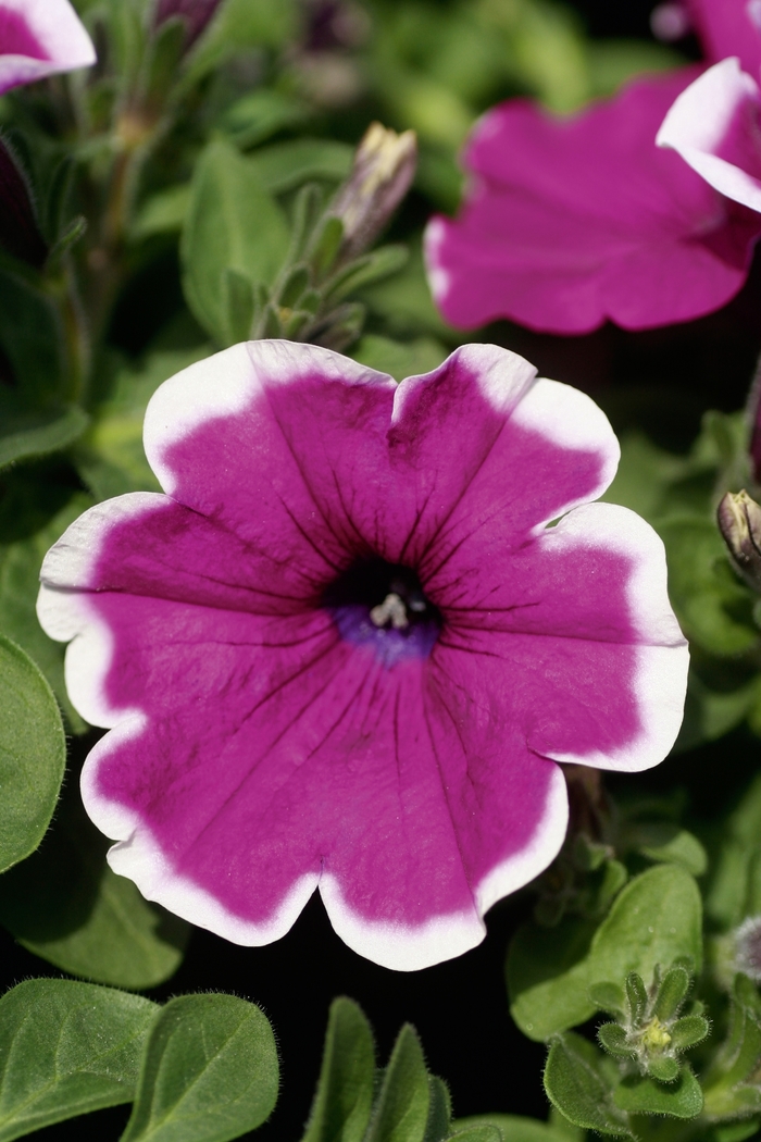 Petunia Main Stage™ 'Violet Picotee' Petunia from Garden Center Marketing