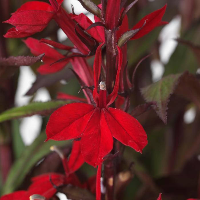 Lobelia x speciosa Starship™ 'Scarlet Bronze Leaf' Lobelia from Garden ...
