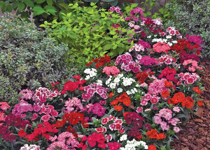 Dianthus chinensis x barbatus Telstar™ Mix Dianthus | Garden Center ...