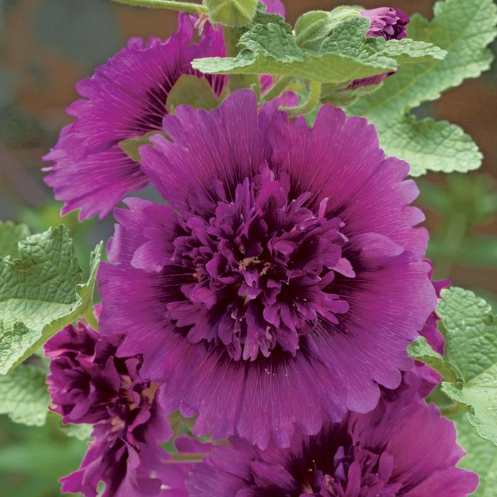 Alcea rosea 'Queeny Purple