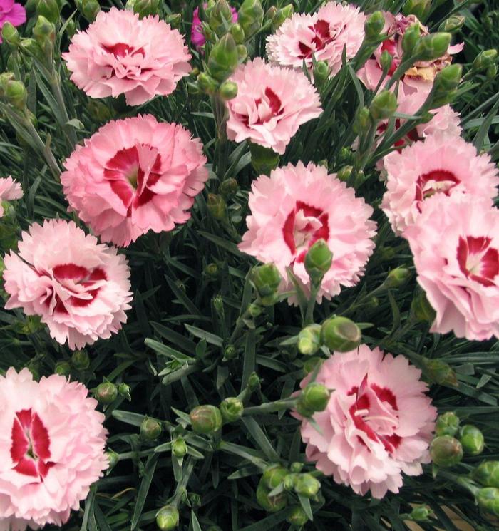 Dianthus Scent First® 'Raspberry Surprise' DevonYolande Pinks | Garden ...