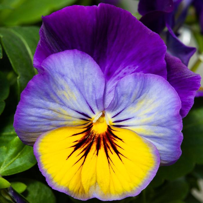 Viola x wittrockiana Freefall™ 'Morpho' Pansy | Garden Center Marketing