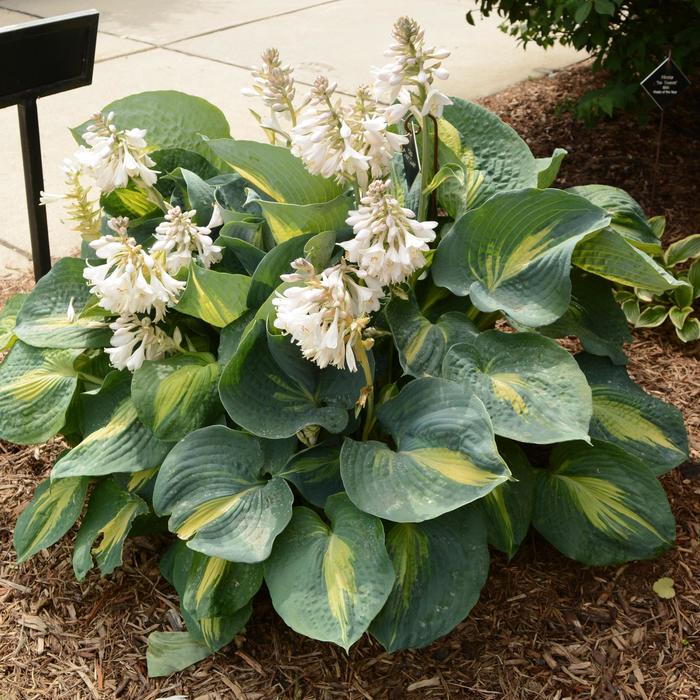 Hosta 'Dream Queen' Hosta | Garden Center Marketing