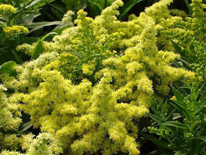 Solidago 'Little Lemon' Dansolitlem Goldenrod | Garden Center Marketing