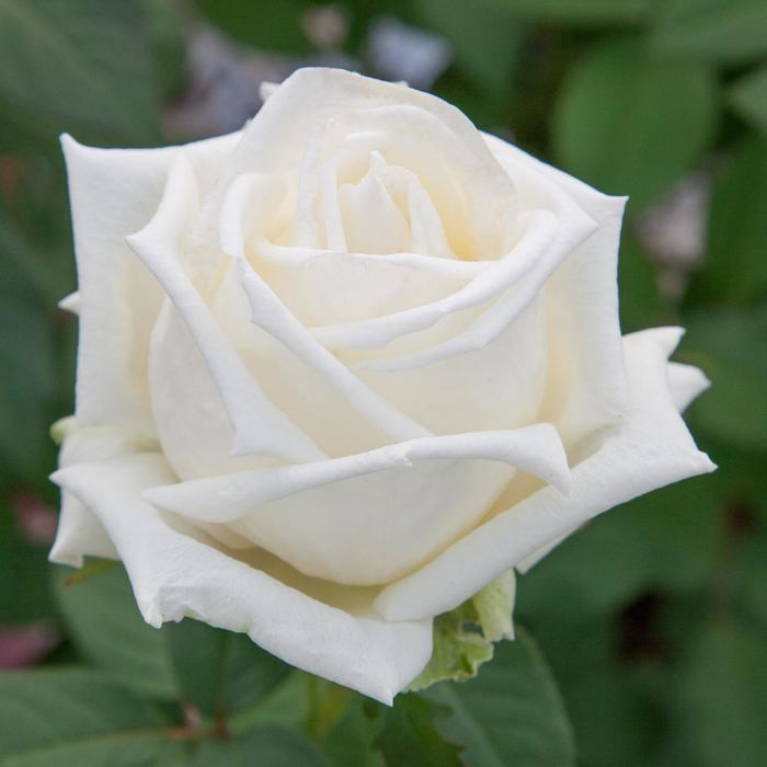 studie Dapper Compliment Rosa 'Queen Mary 2™' Meifaissell Rose from Garden Center Marketing