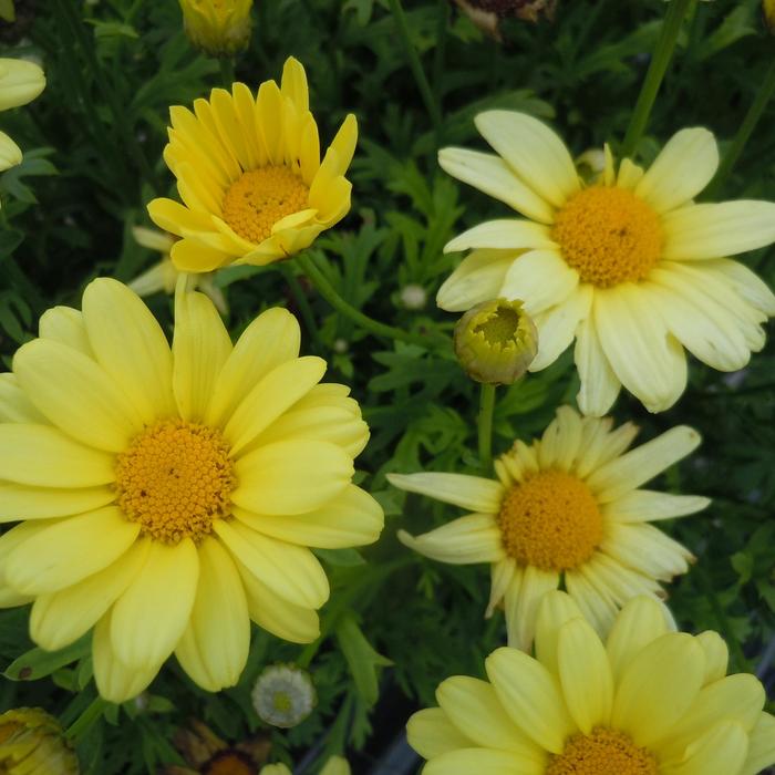 Beauty Yellow Marguerite Daisy, Monrovia Plant