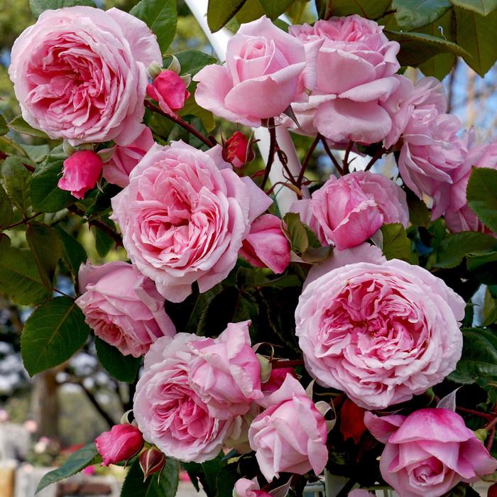 Rosa Arborose® 'Kiss Me Kate™' KORnagelio Climbing Rose | Garden Center ...