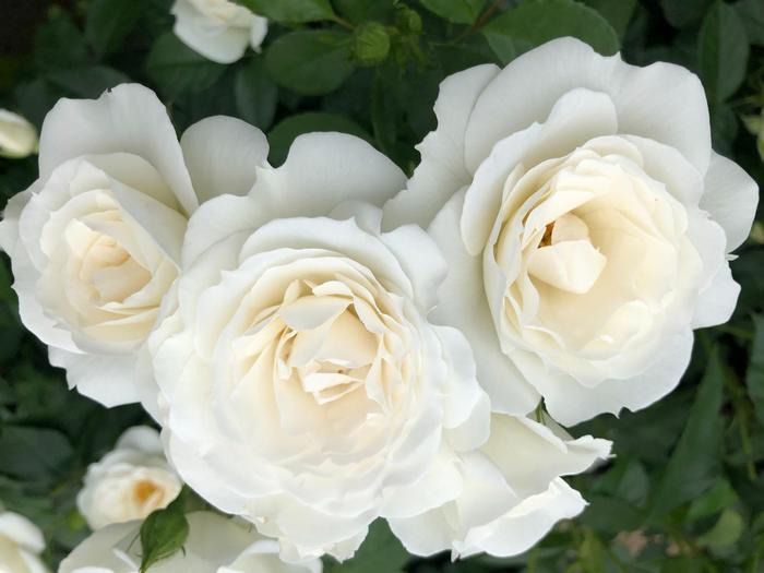 Rosa Veranda® Korfloci111 Rose | Garden Center Marketing