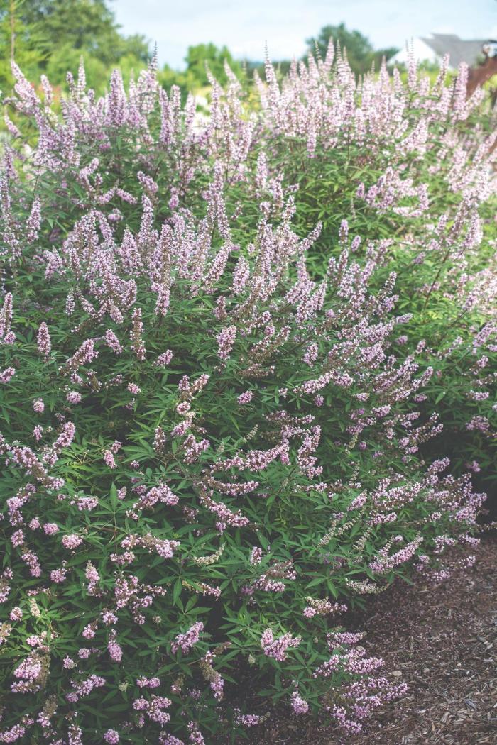 Vitex agnus-castus ‘Pink Pinnacle™’ V07-SC-OP-4 Vitex | Garden Center