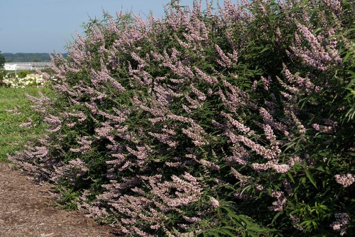 Vitex agnus-castus ‘Pink Pinnacle™’ V07-SC-OP-4 Vitex | Garden Center