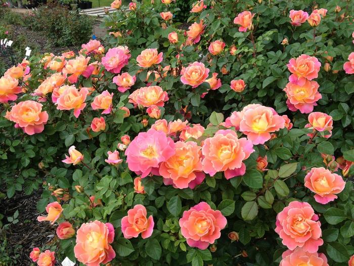 Rosa 'Fruity Petals™' Radpetals Rose | Garden Center Marketing