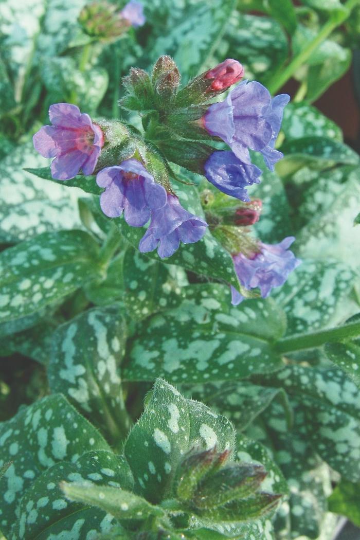 Pulmonaria saccharata 'Silver Streamers' Lungwort