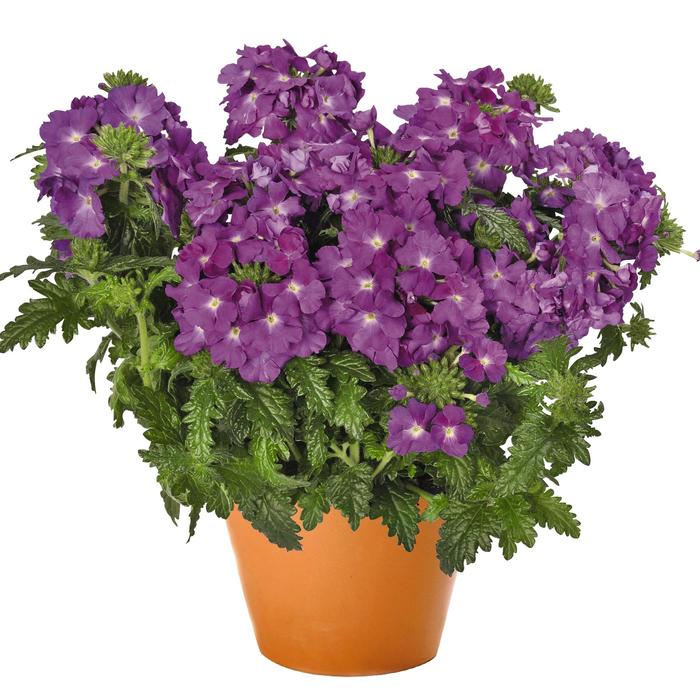Verbena 'Empress Flair Purple Sky' Verbena | Garden Center Marketing