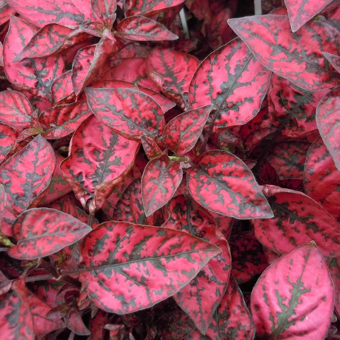 Hypoestes phyllostacha 'Confetti Red' Polka Dot Plant | Garden Center ...