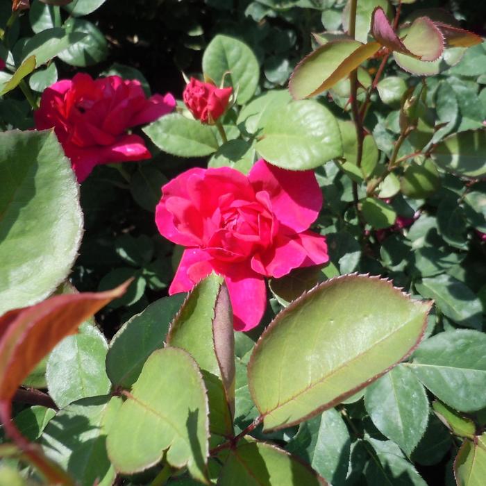 Rosa 'Sophy's Rose' Auslot Shrub Rose | Garden Center Marketing