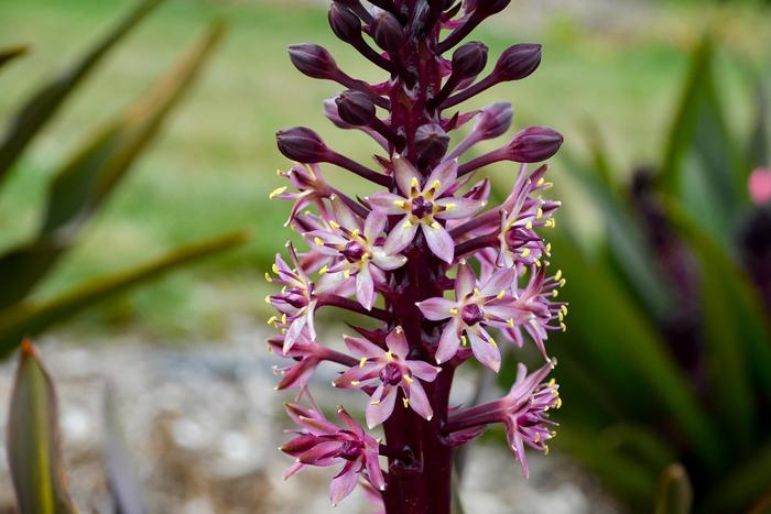 Eucomis Crowning Glory™ 'Purple Reign' Pineapple Lily | Garden Center ...
