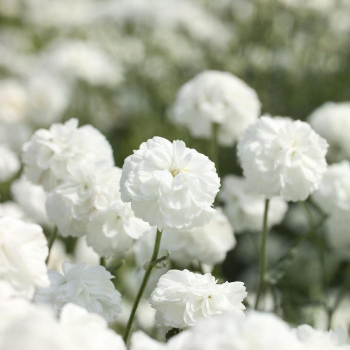 Achillea ptarmica 'Marshmallow' Sneezewort | Garden Center Marketing