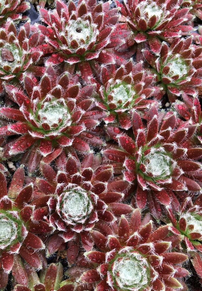 Sempervivum Chick Charms® 'Cosmic Candy™' Hens and Chicks | Garden ...