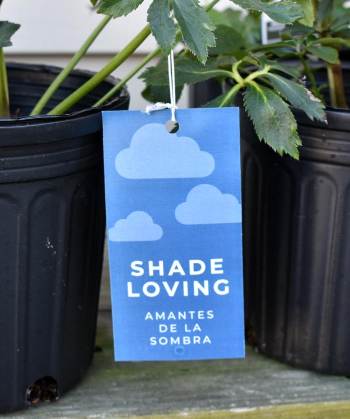 Shade Loving Hang Tags