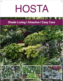 Hosta 22