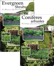 Evergreen Shrubs/Conifères arbustes 24